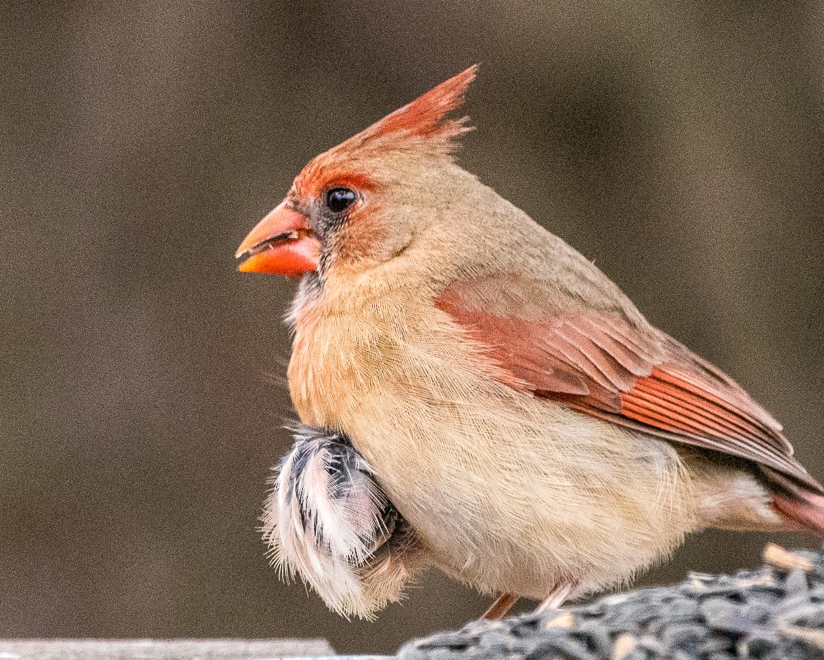 Northern Cardinal - ML582805851