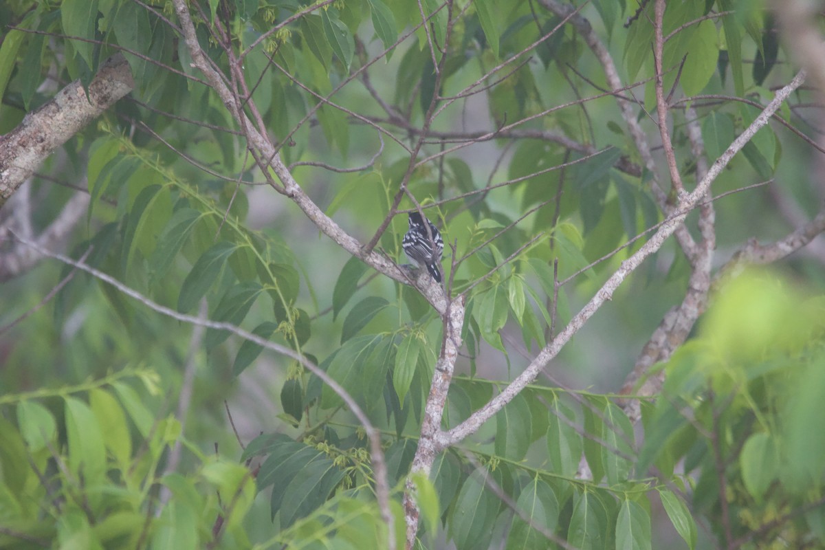 Spot-backed Antwren - María Dabrowski