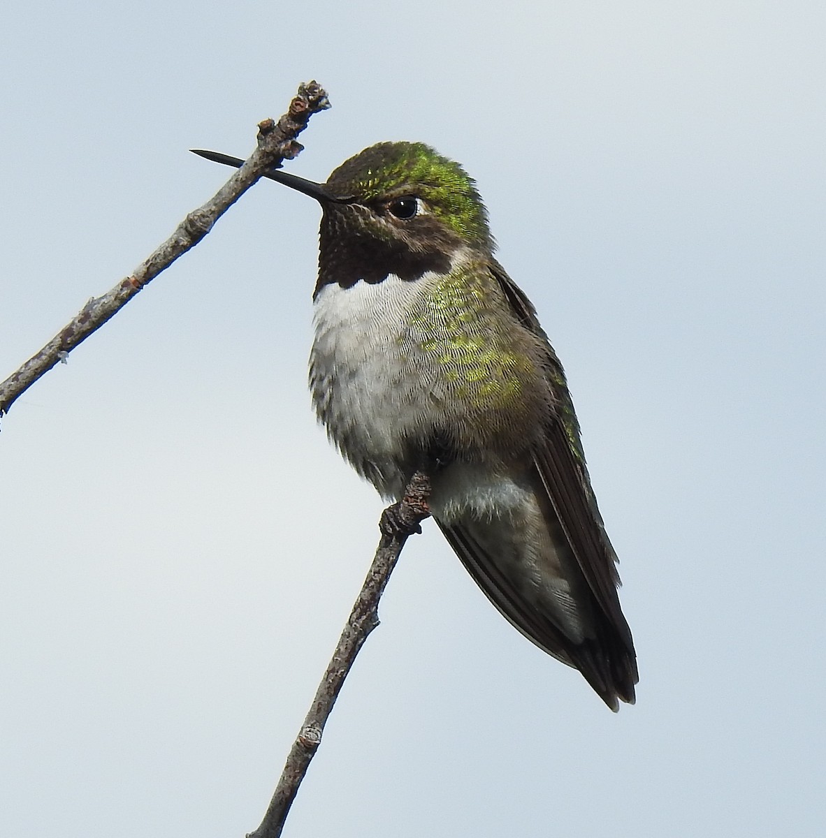 Black-chinned x Broad-tailed Hummingbird (hybrid) - Pat Grantham