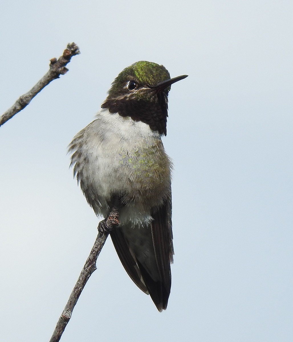 Black-chinned x Broad-tailed Hummingbird (hybrid) - Pat Grantham