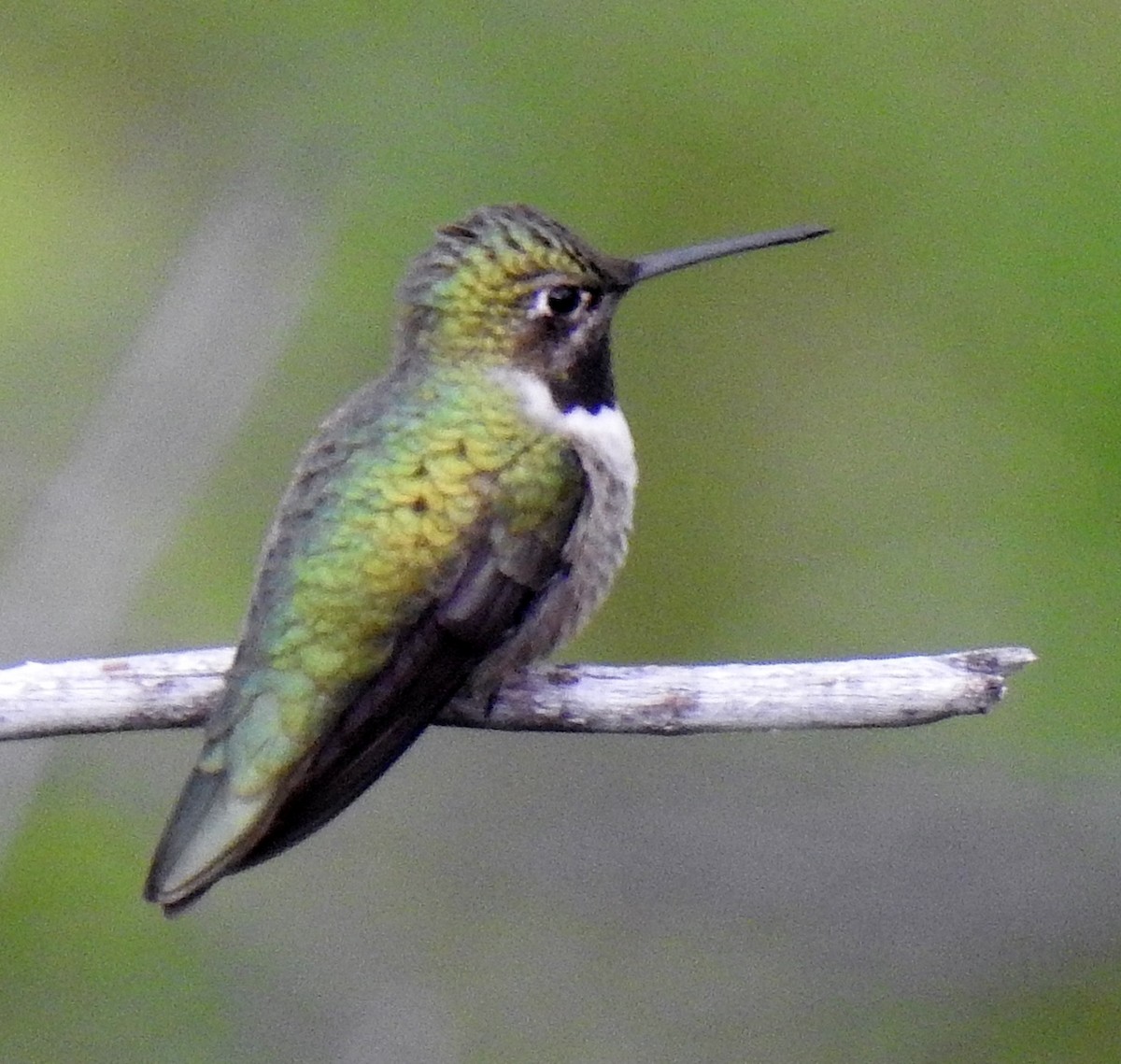 Black-chinned x Broad-tailed Hummingbird (hybrid) - Pat Grantham