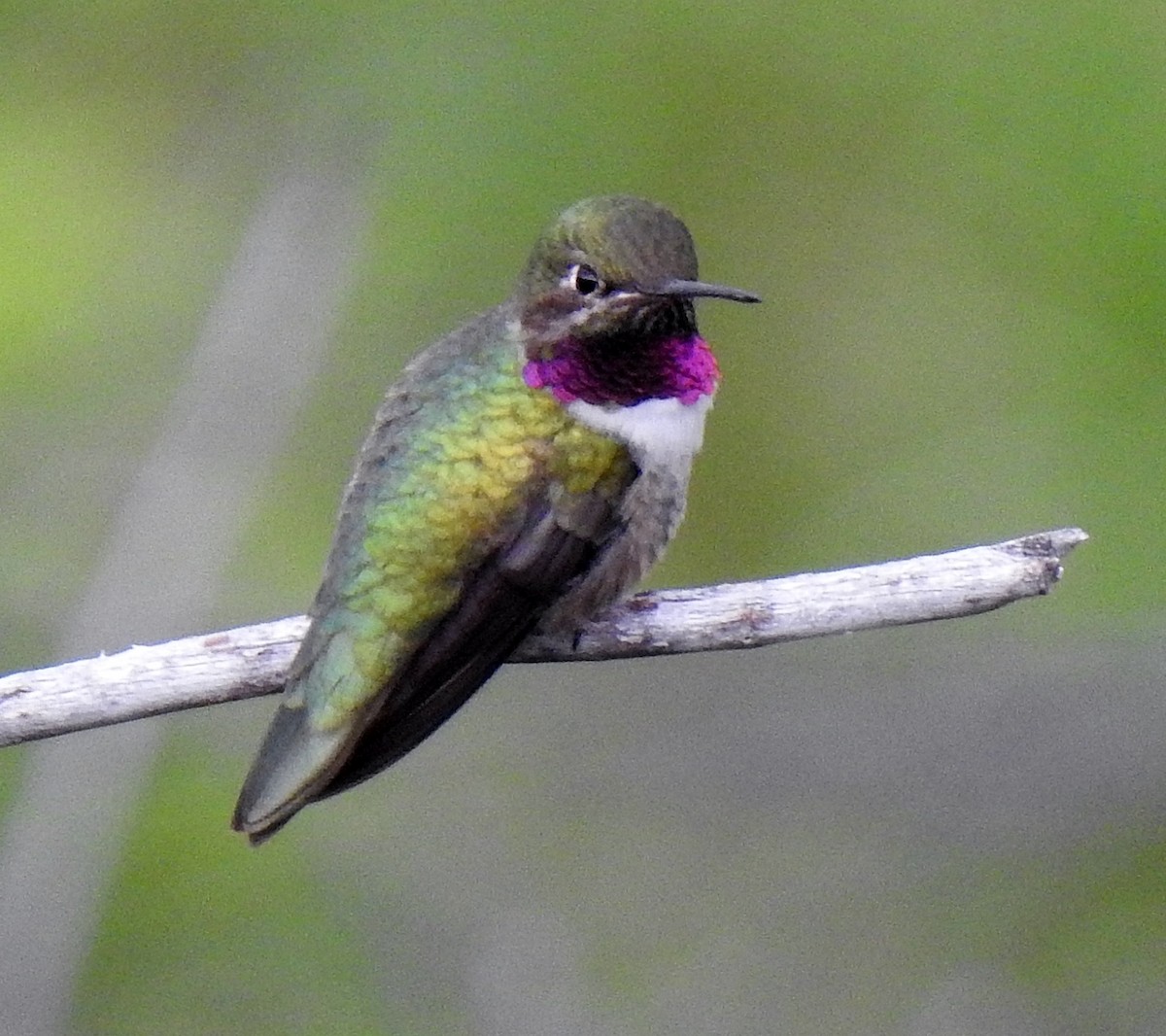 Broad-tailed Hummingbird - ML582807191