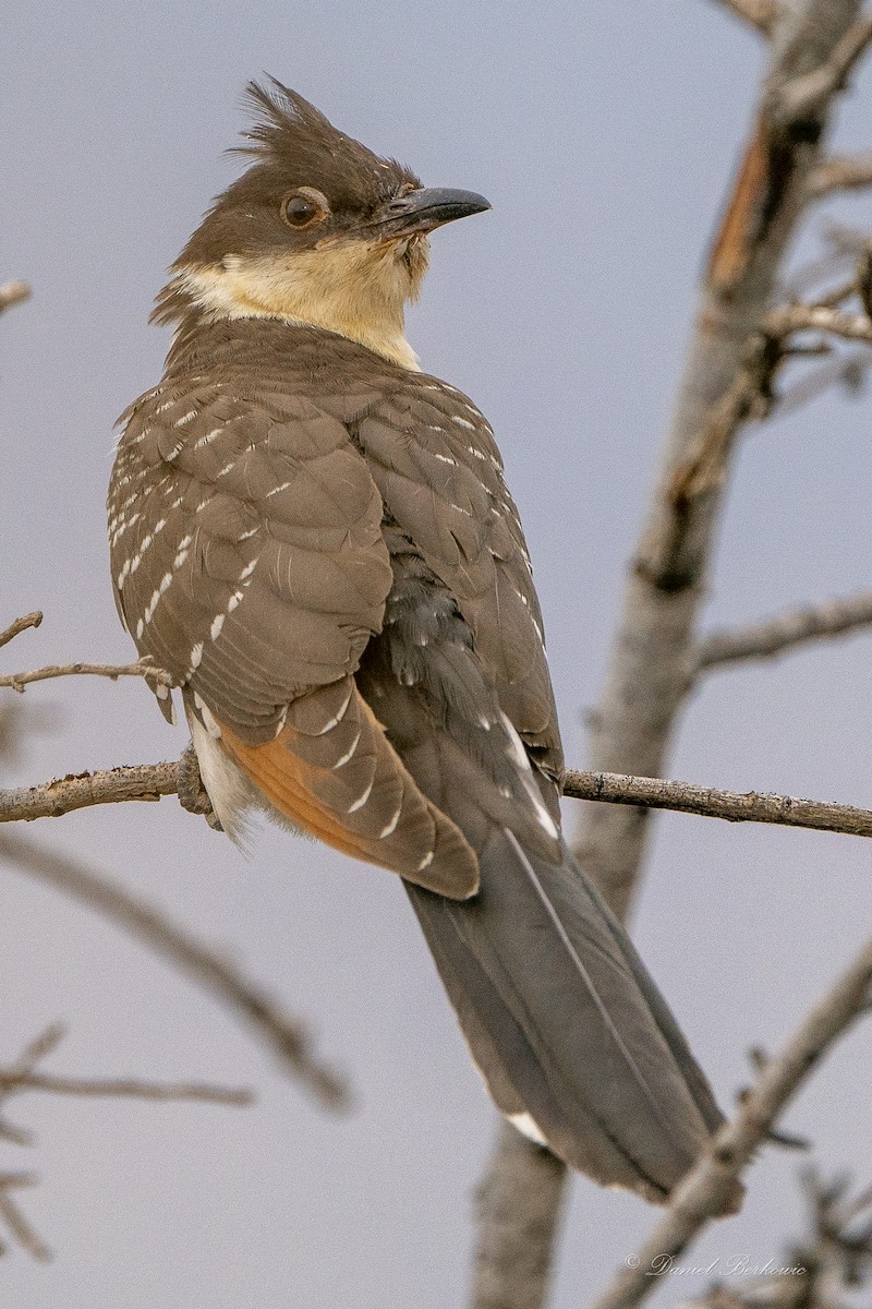 Great Spotted Cuckoo - Daniel Berkowic