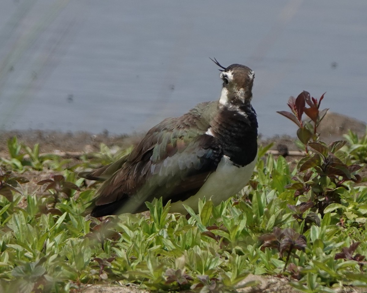 Northern Lapwing - ML582809841