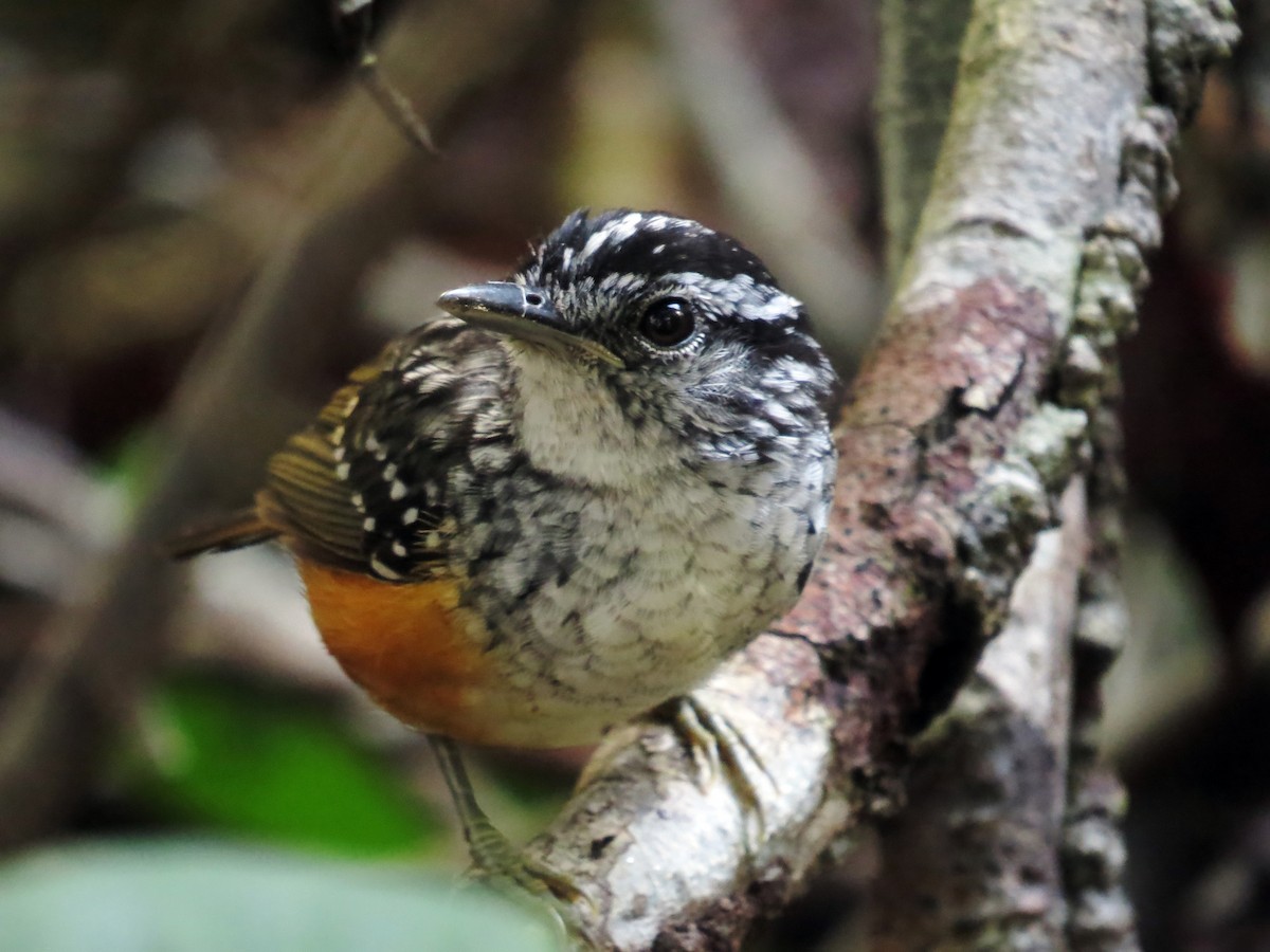 Peruvian Warbling-Antbird - ML58281041