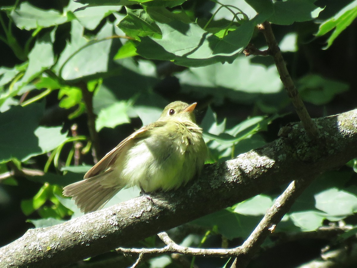 Yellow-bellied Flycatcher - ML582811751