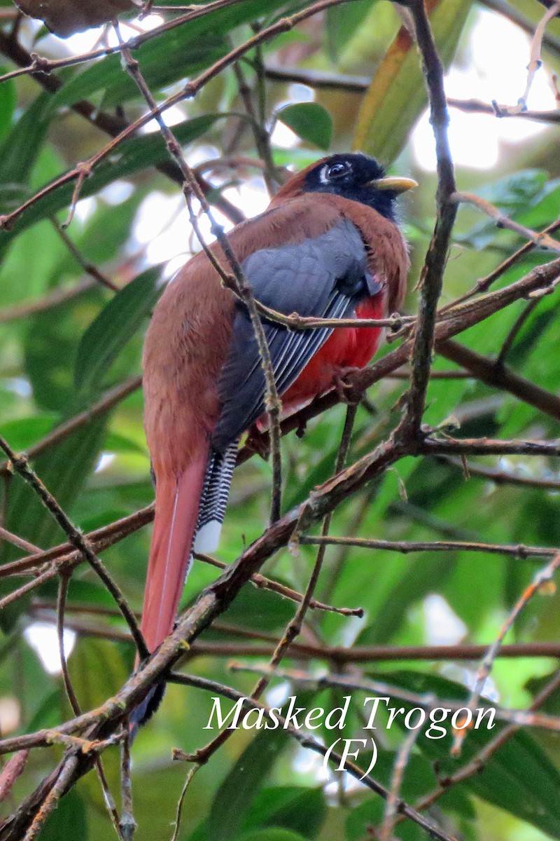 Masked Trogon - ML582811981