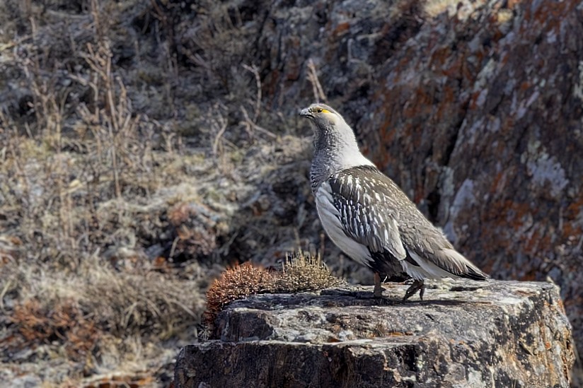 Altai Snowcock - ML582812141