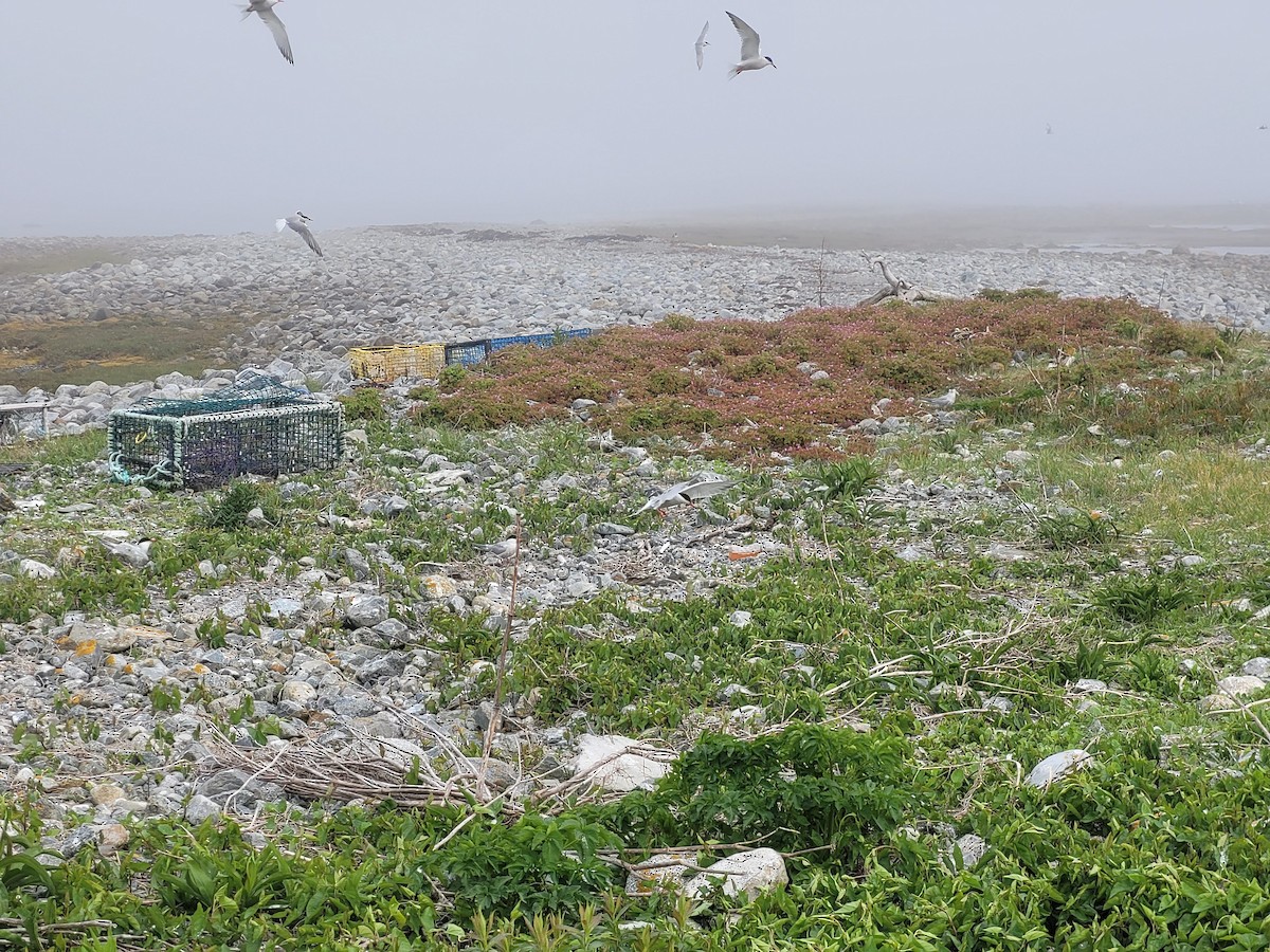 Common Tern - ML582812271