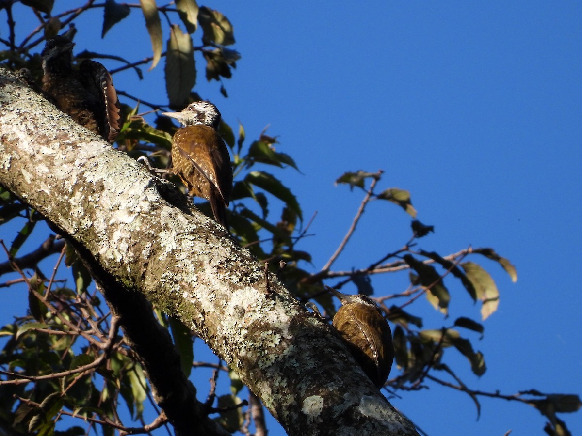 Golden-crowned Woodpecker - Luis Gonzalez