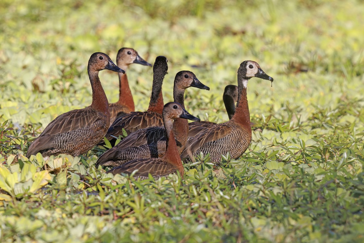 White-faced Whistling-Duck - Marco Valentini