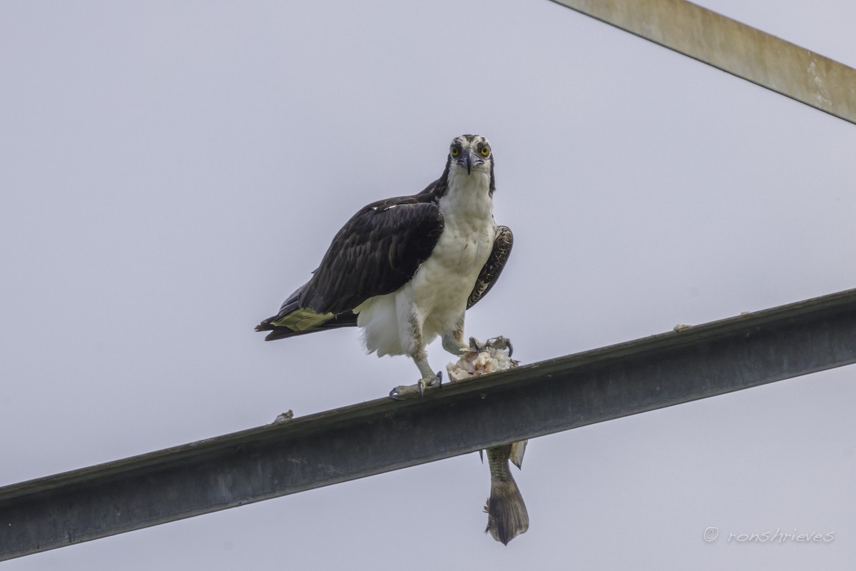 Osprey - Ron Shrieves