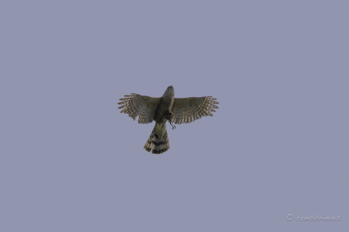 Cooper's Hawk - ML582814711