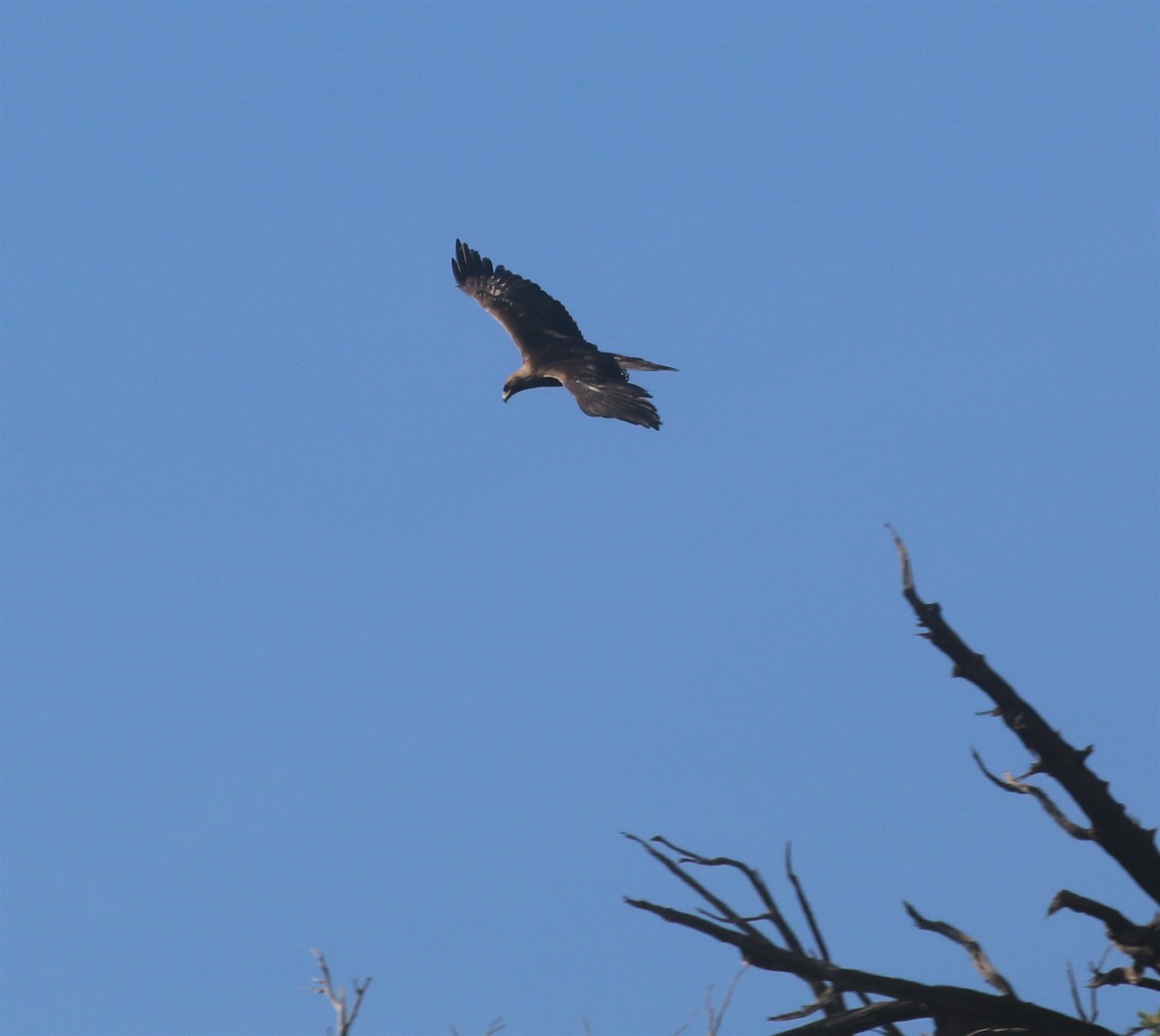 Águila Real - ML582814851