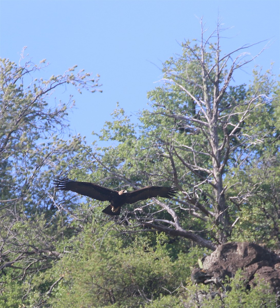 Golden Eagle - David Stejskal