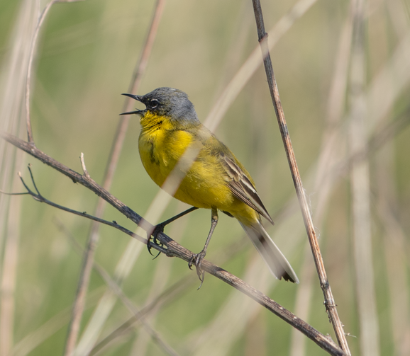 Western Yellow Wagtail - ML582814871