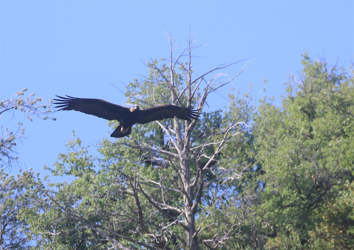 Golden Eagle - David Stejskal