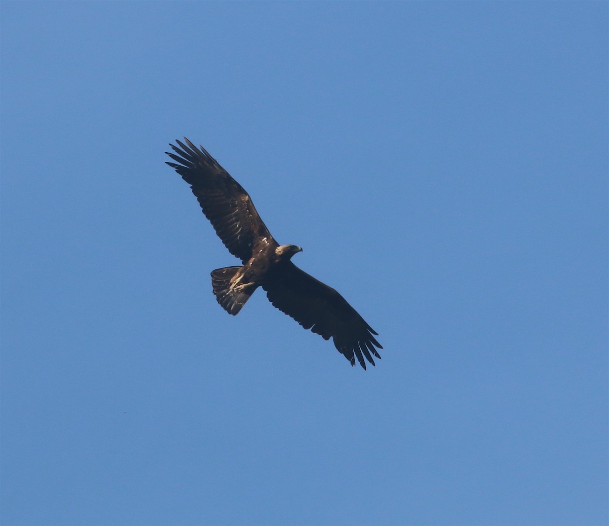 Golden Eagle - ML582814921