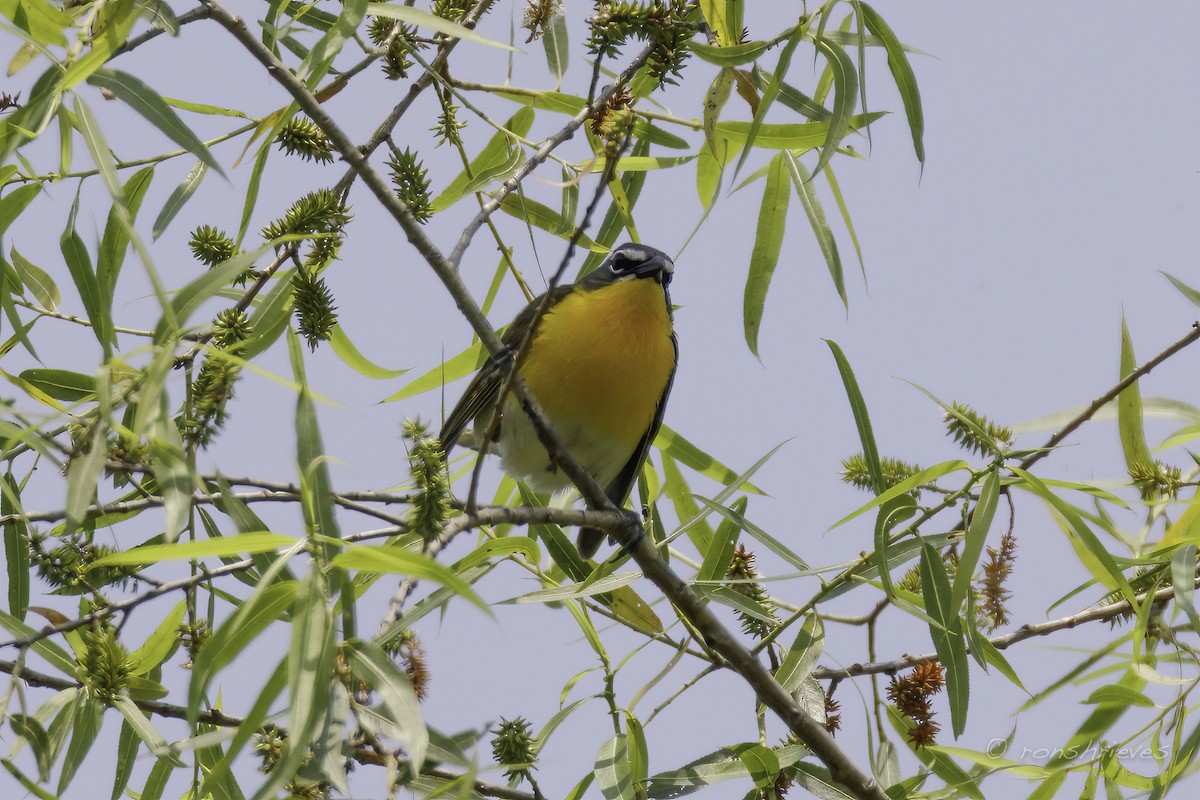 Yellow-breasted Chat - ML582814961