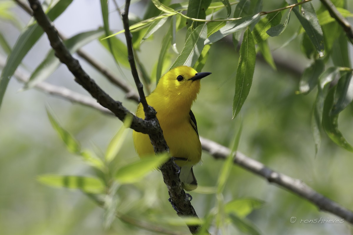 Prothonotary Warbler - ML582815031