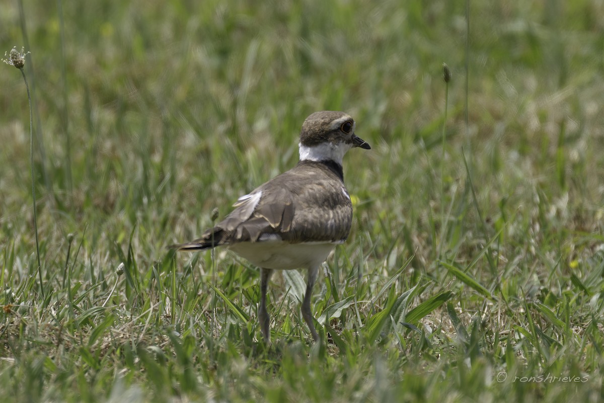 Killdeer - Ron Shrieves