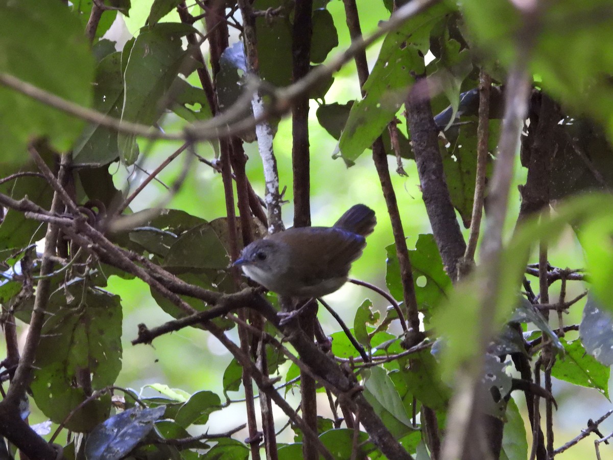 Brown Illadopsis - Luis Gonzalez