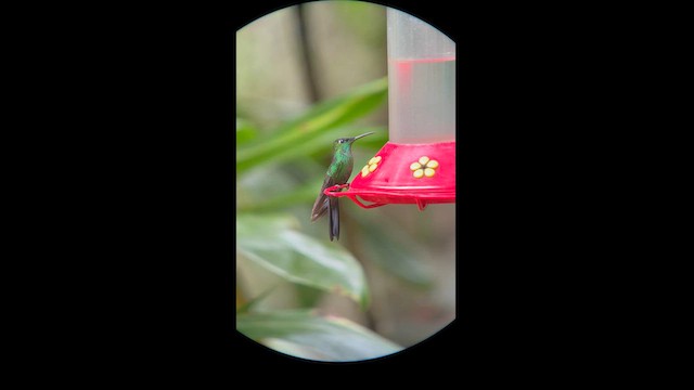 kolibřík fialovočelý - ML582817541