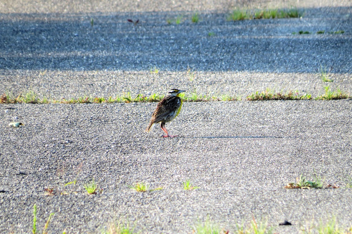 Eastern Meadowlark - ML582817671