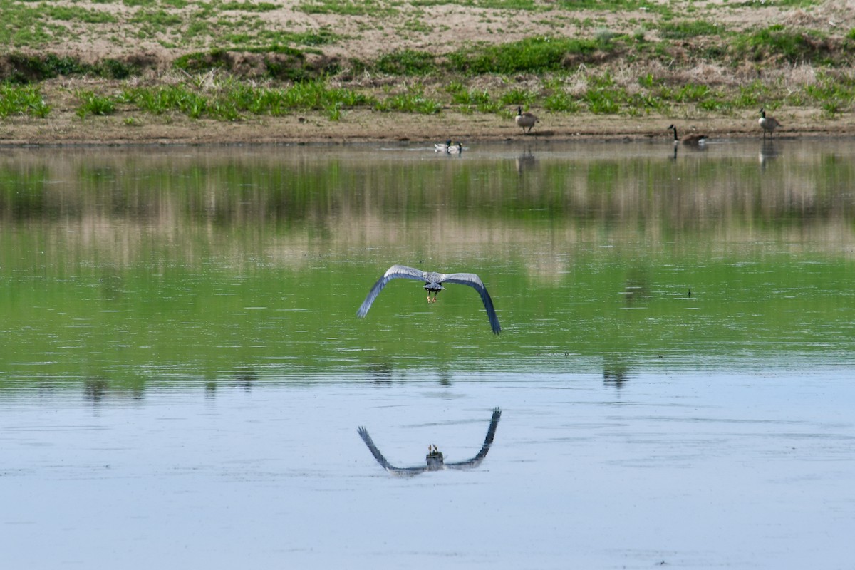 Great Blue Heron - ML582817921