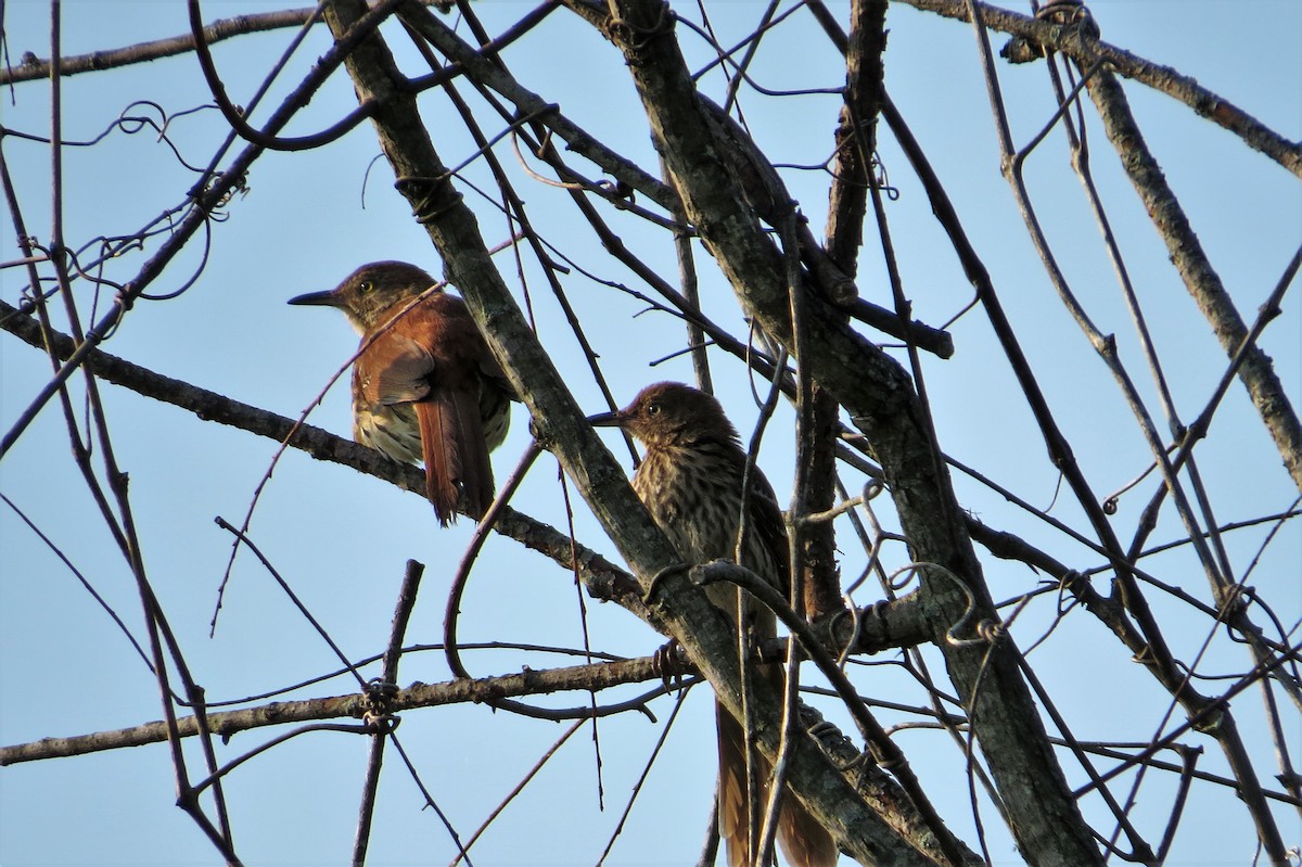 Brown Thrasher - ML582817951