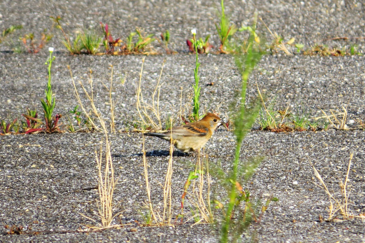 Blue Grosbeak - ML582818471