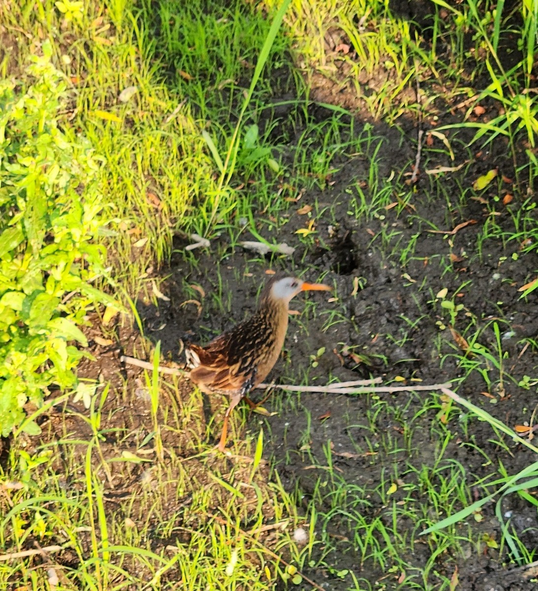 Virginia Rail - ML582818651