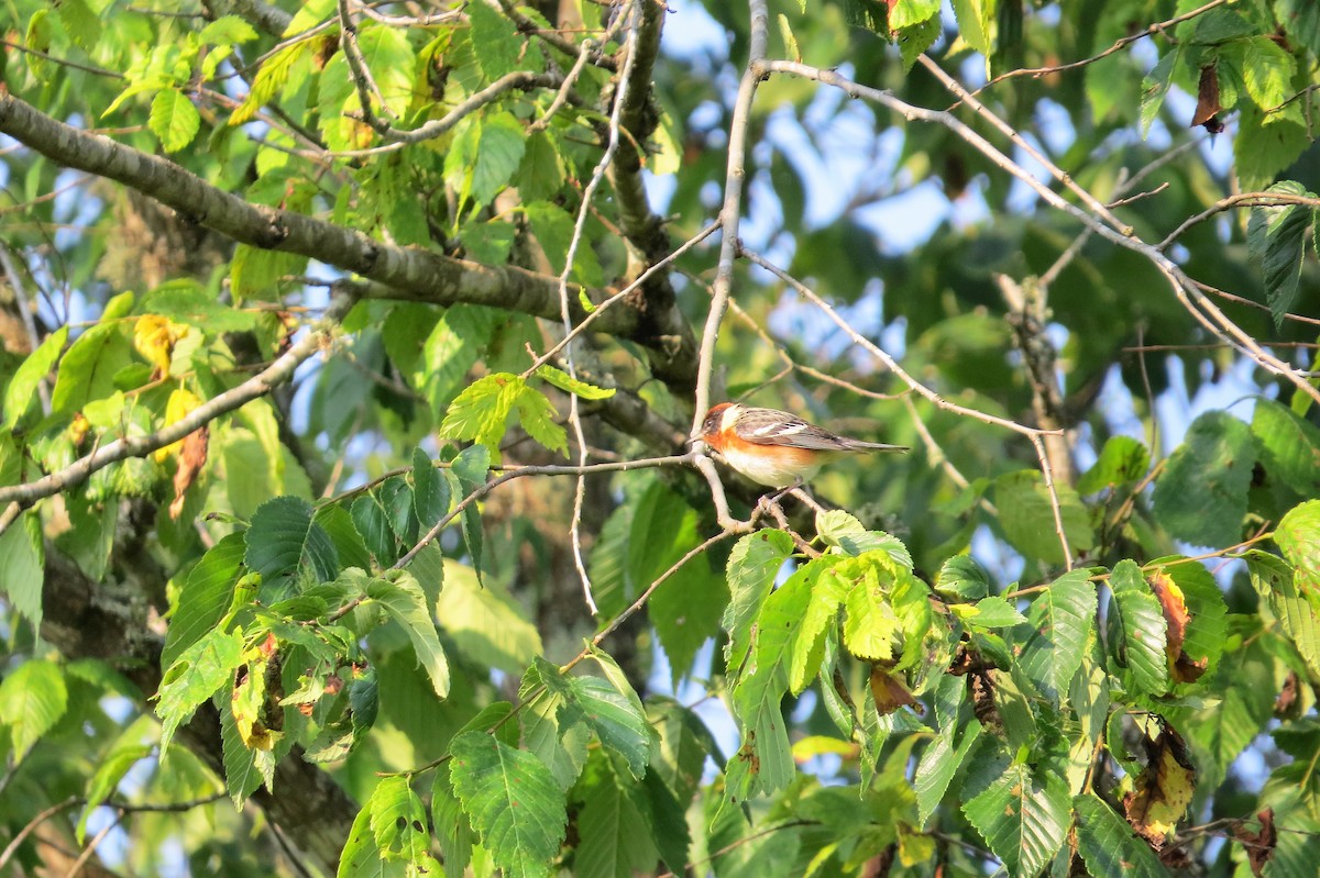 Bay-breasted Warbler - ML582819311