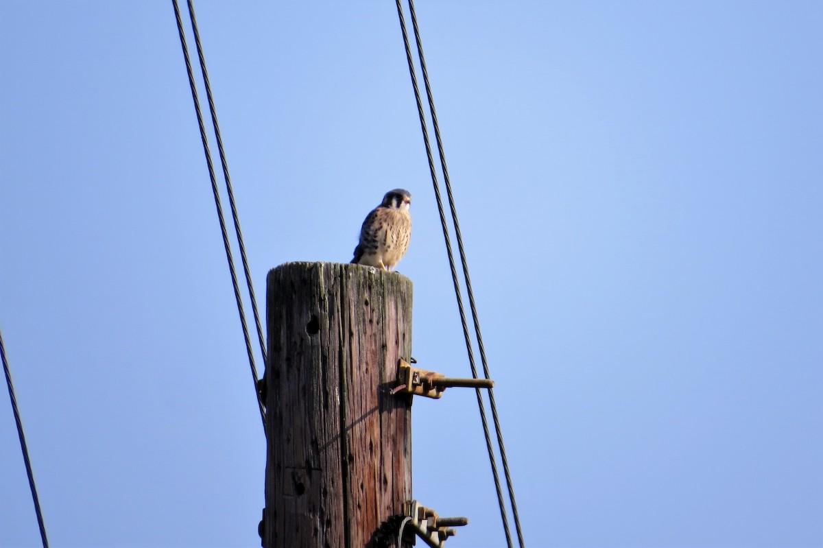 American Kestrel - ML582819741