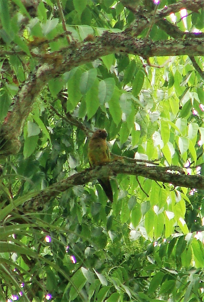 aratinga hnědohrdlý [skupina pertinax] - ML582819761