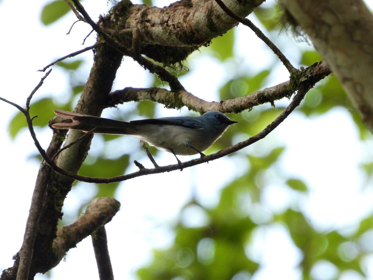 African Blue Flycatcher - ML582819811