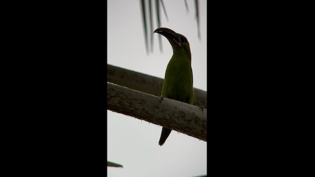 Groove-billed Toucanet - ML582820611