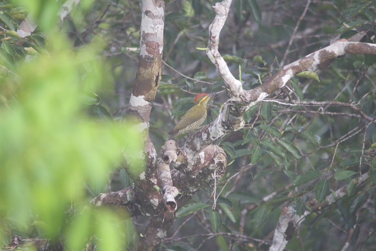 Golden-green Woodpecker (Bar-throated) - ML582821991