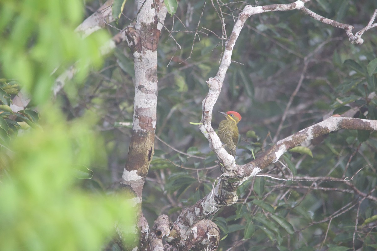 Golden-green Woodpecker (Bar-throated) - ML582822001
