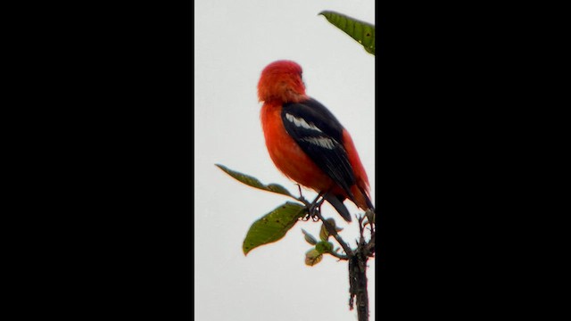 White-winged Tanager - ML582822911