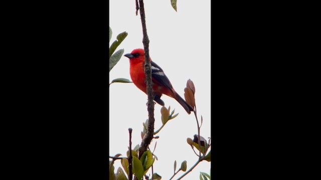 White-winged Tanager - ML582822931