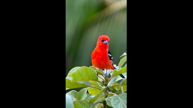 White-winged Tanager - ML582822941