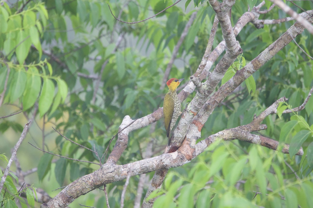 Yellow-throated Woodpecker - ML582823381