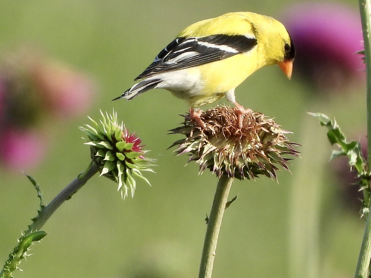 American Goldfinch - Jacob Tsikoyak