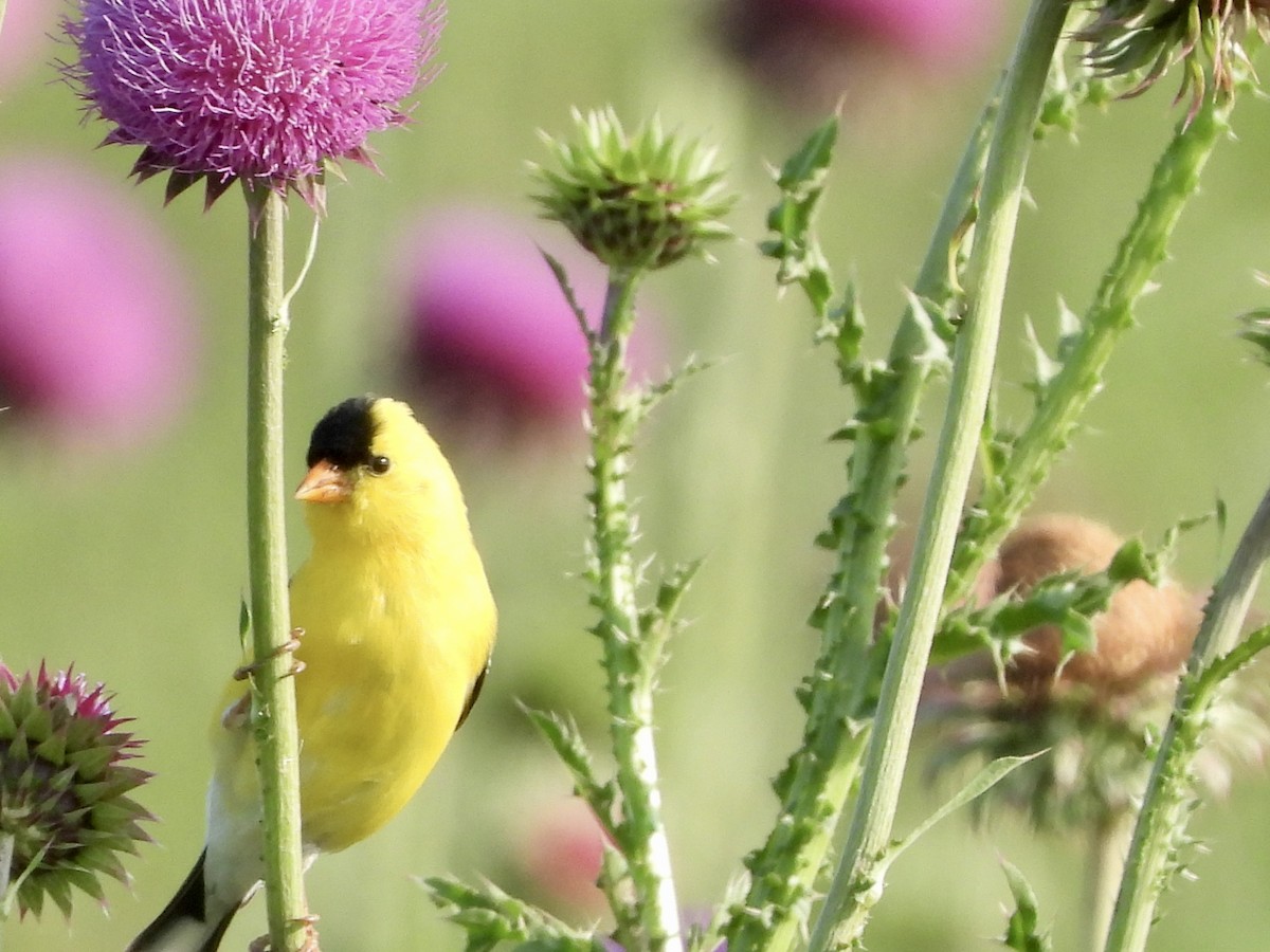 American Goldfinch - Jacob Tsikoyak