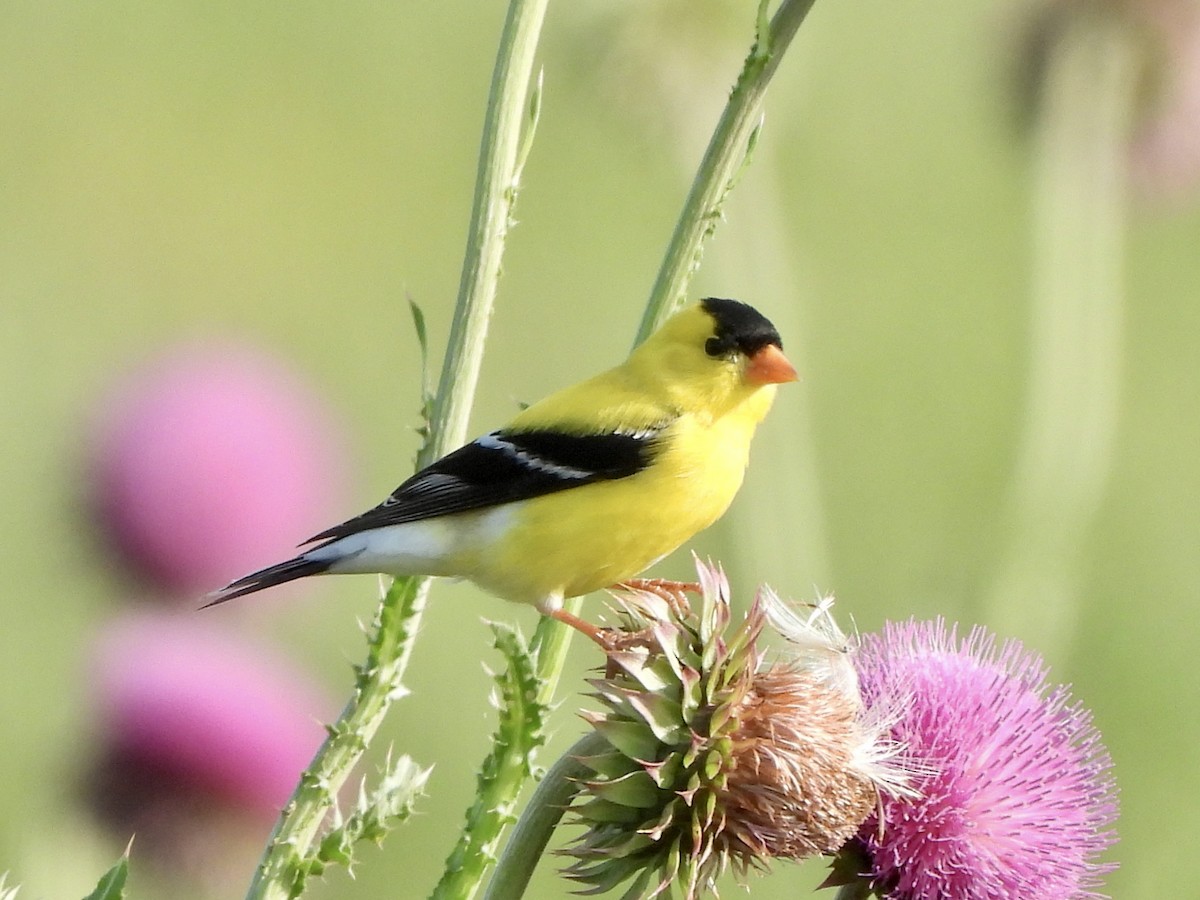 American Goldfinch - ML582825131