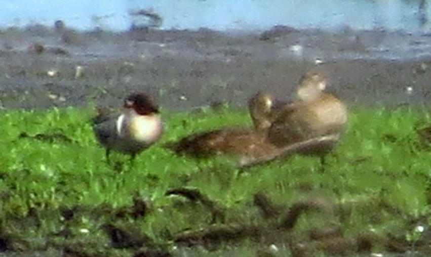 Green-winged Teal - ML582825331