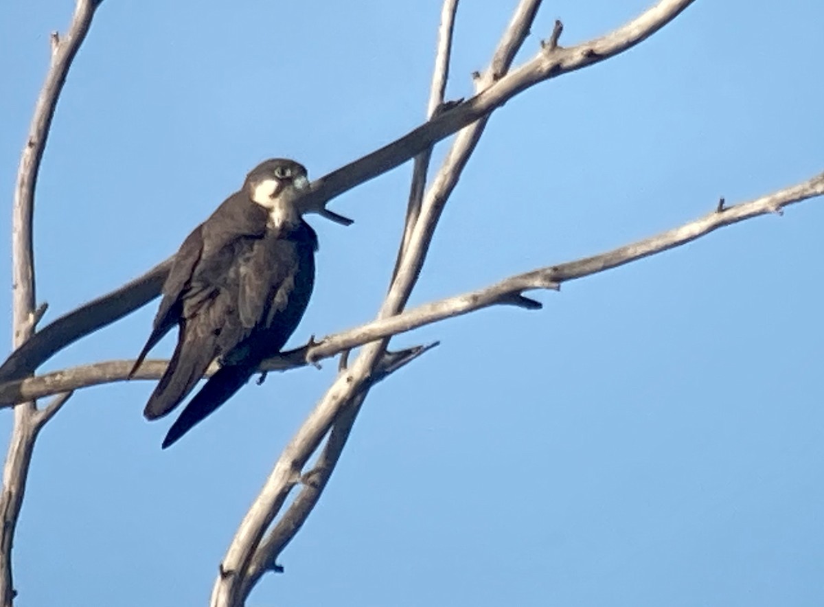 Eleonora's Falcon - Juan Pérez