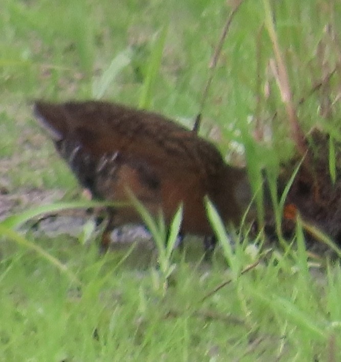 Virginia Rail - ML582827461