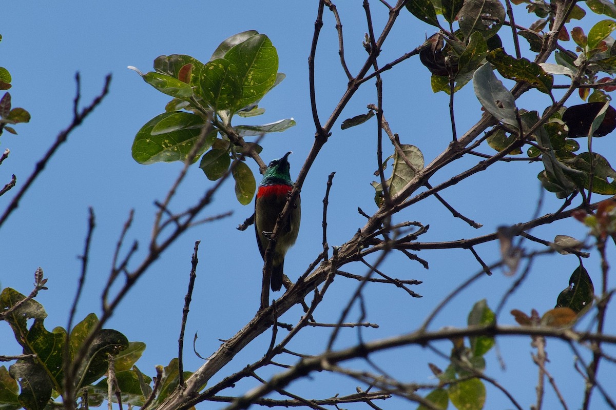 Usambara Double-collared Sunbird - ML582829021